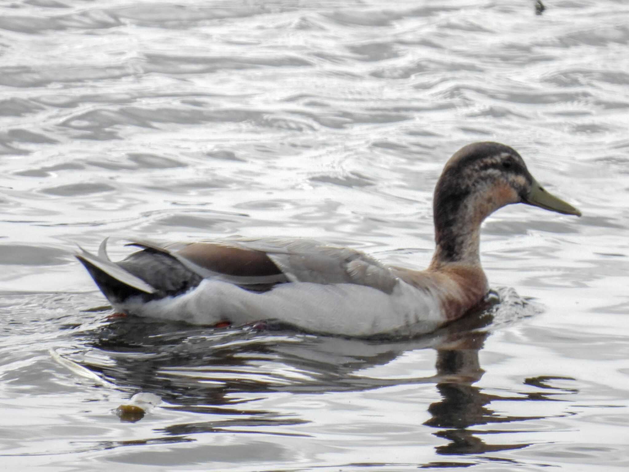 Anas platyrhynchos f. domesticus