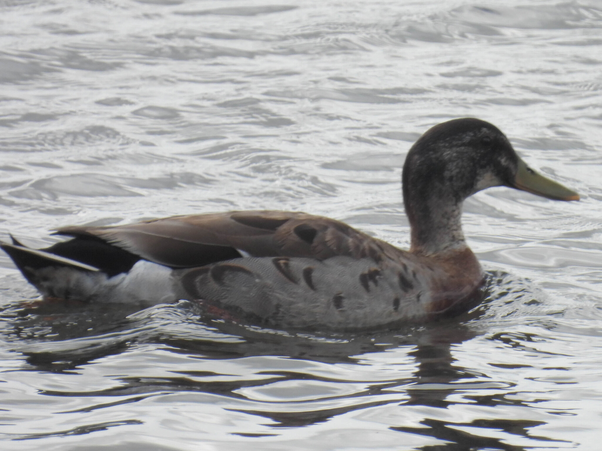Anas platyrhynchos f. domesticus