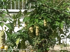 Gmelina