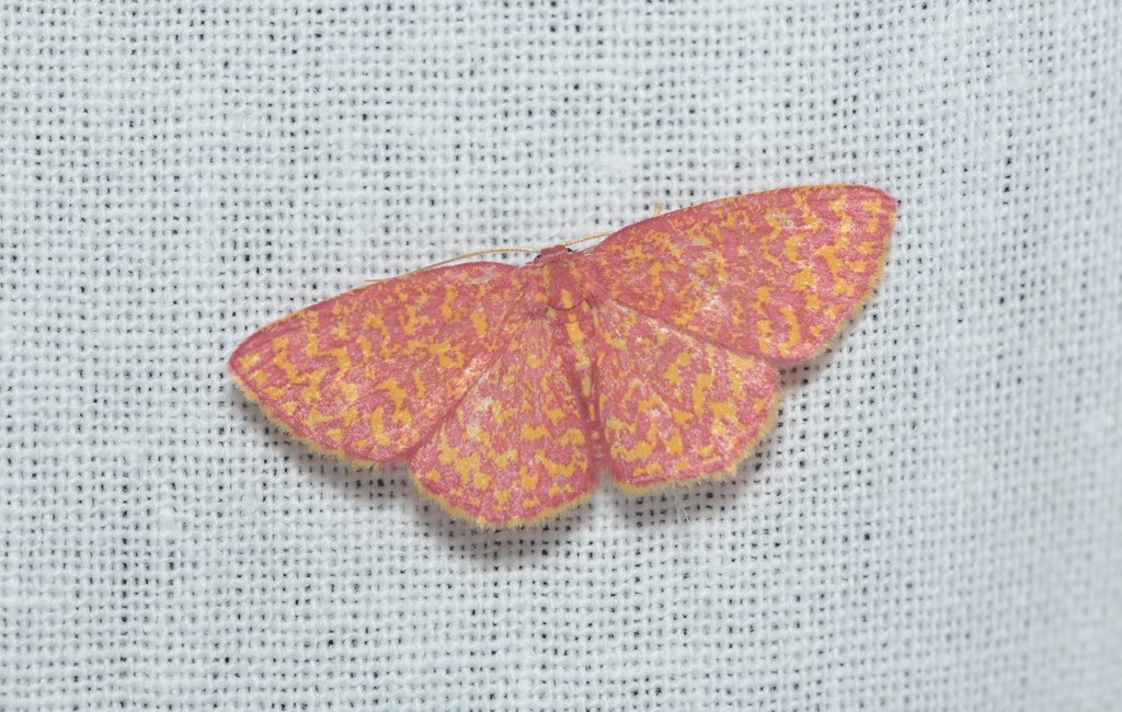 Chrysocraspeda callichroa