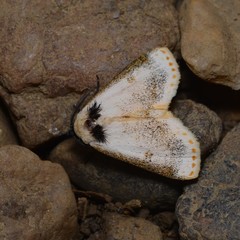 Hypsiforma lambertoni