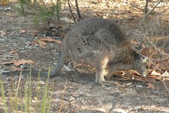 Notamacropus eugenii