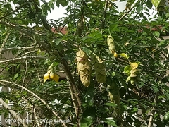 Gmelina