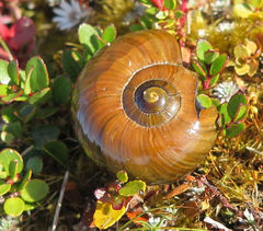 Powelliphanta