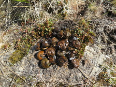 Powelliphanta