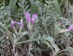 Astragalus testiculatus
