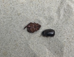 Pericoptus