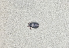 Pericoptus