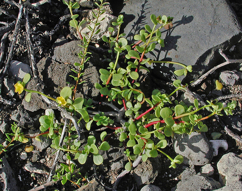 Portulaca lutea observed 2002-12-07