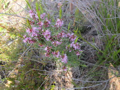 Agathosma pungens