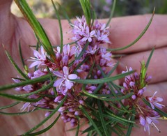 Agathosma pungens