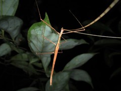Sipyloidea larryi