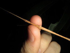 Sipyloidea larryi