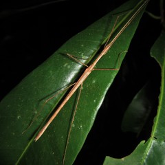 Sipyloidea larryi