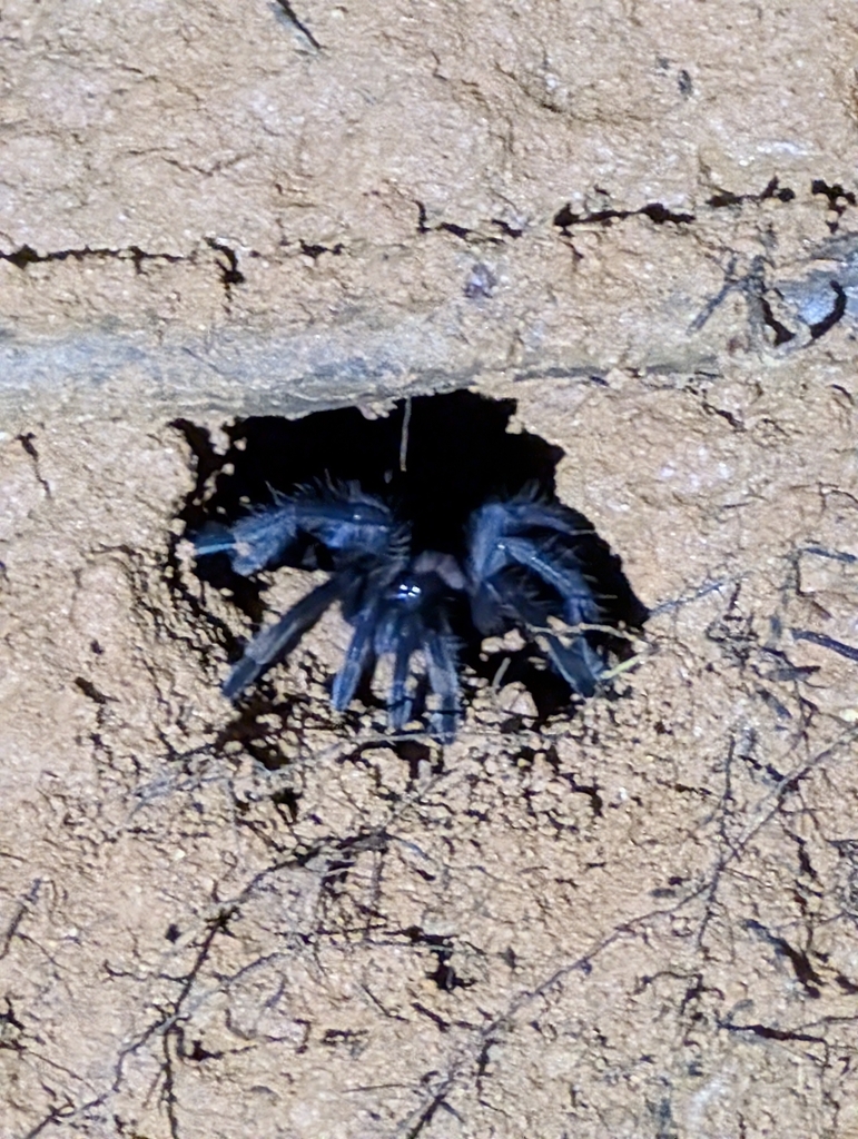 Costa Rican Bluefront Tarantula