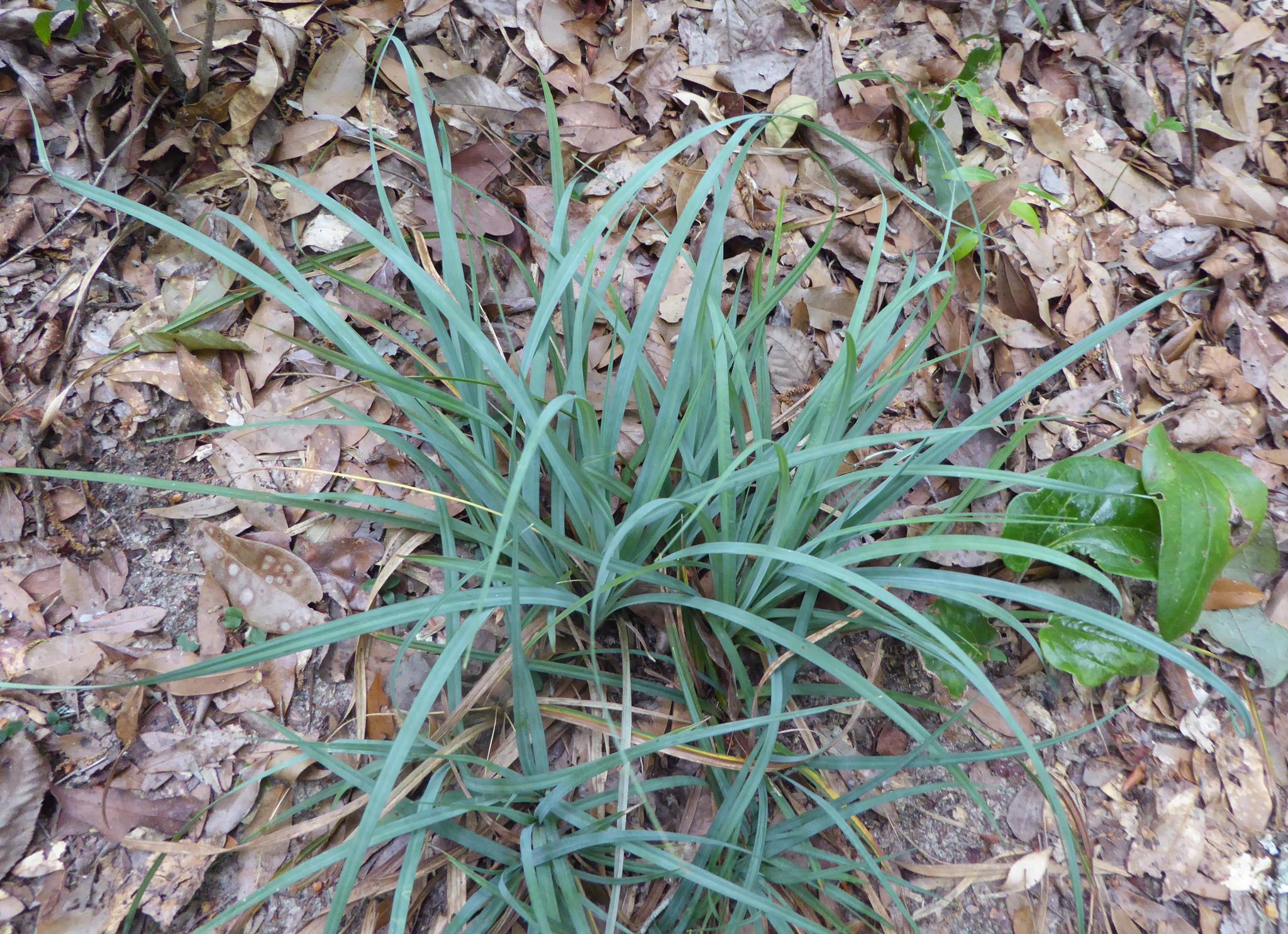 Carex baltzellii