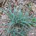 Carex baltzellii - Photo (c) Edwin Bridges,  זכויות יוצרים חלקיות (CC BY-NC), הועלה על ידי Edwin Bridges
