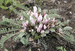 Astragalus testiculatus