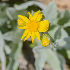 Senecio macrospermus