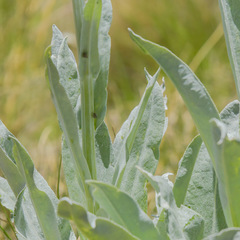 Senecio macrospermus