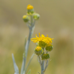 Senecio macrospermus