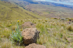 Senecio macrospermus