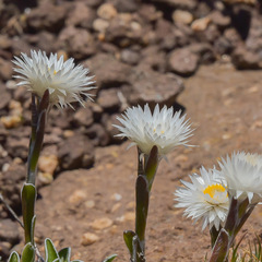 Helichrysum marginatum