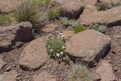 Helichrysum marginatum