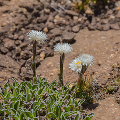 Helichrysum marginatum