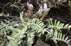 Astragalus testiculatus