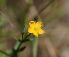 Hypericum gramineum