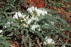 Astragalus testiculatus