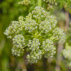 Conium fontanum