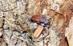 Platisus angusticollis