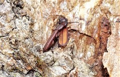 Platisus angusticollis