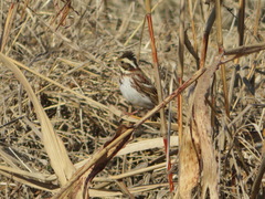 Emberiza rustica