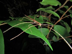 Sipyloidea larryi