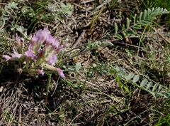 Astragalus testiculatus