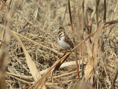 Emberiza rustica