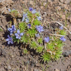 Craterocapsa tarsodes