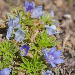 Craterocapsa tarsodes
