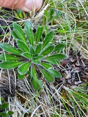 Pachycladon latisiliquum