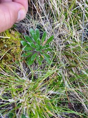 Pachycladon latisiliquum