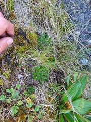 Pachycladon latisiliquum