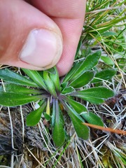 Pachycladon latisiliquum