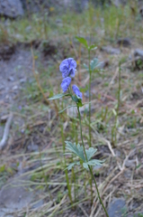 Aconitum talassicum