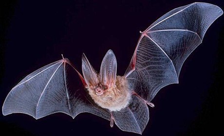 Bitter's Bat has a solid body enabling the bait to be fished in