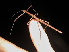 Sipyloidea larryi