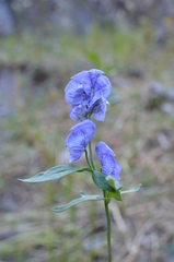 Aconitum talassicum