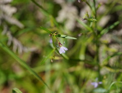 Lobelia anceps